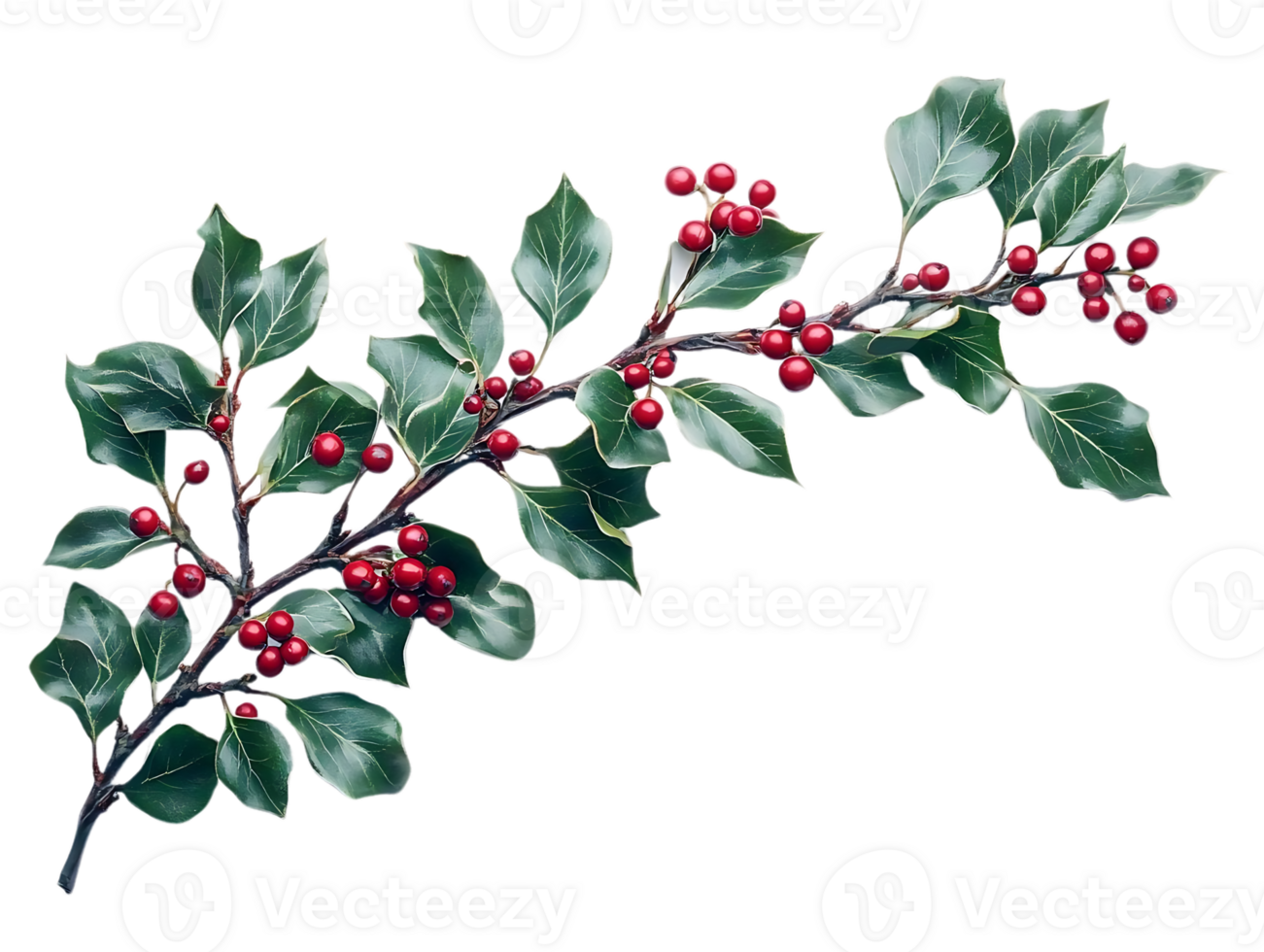 Create Stunning Designs with Transparent Background Holly Branch, Berries, Leaves Image png