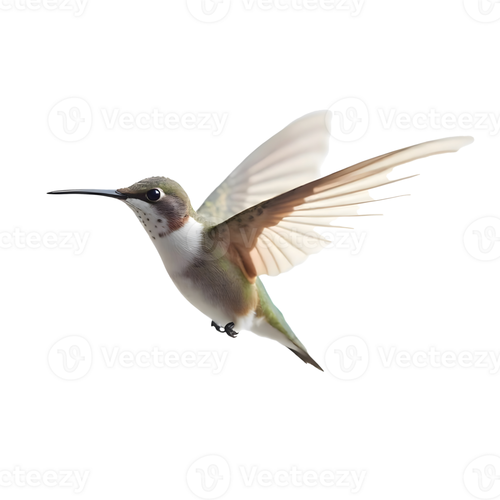 Graceful Hummingbird in Flight, Delicate Feather Detail on Transparent Background png