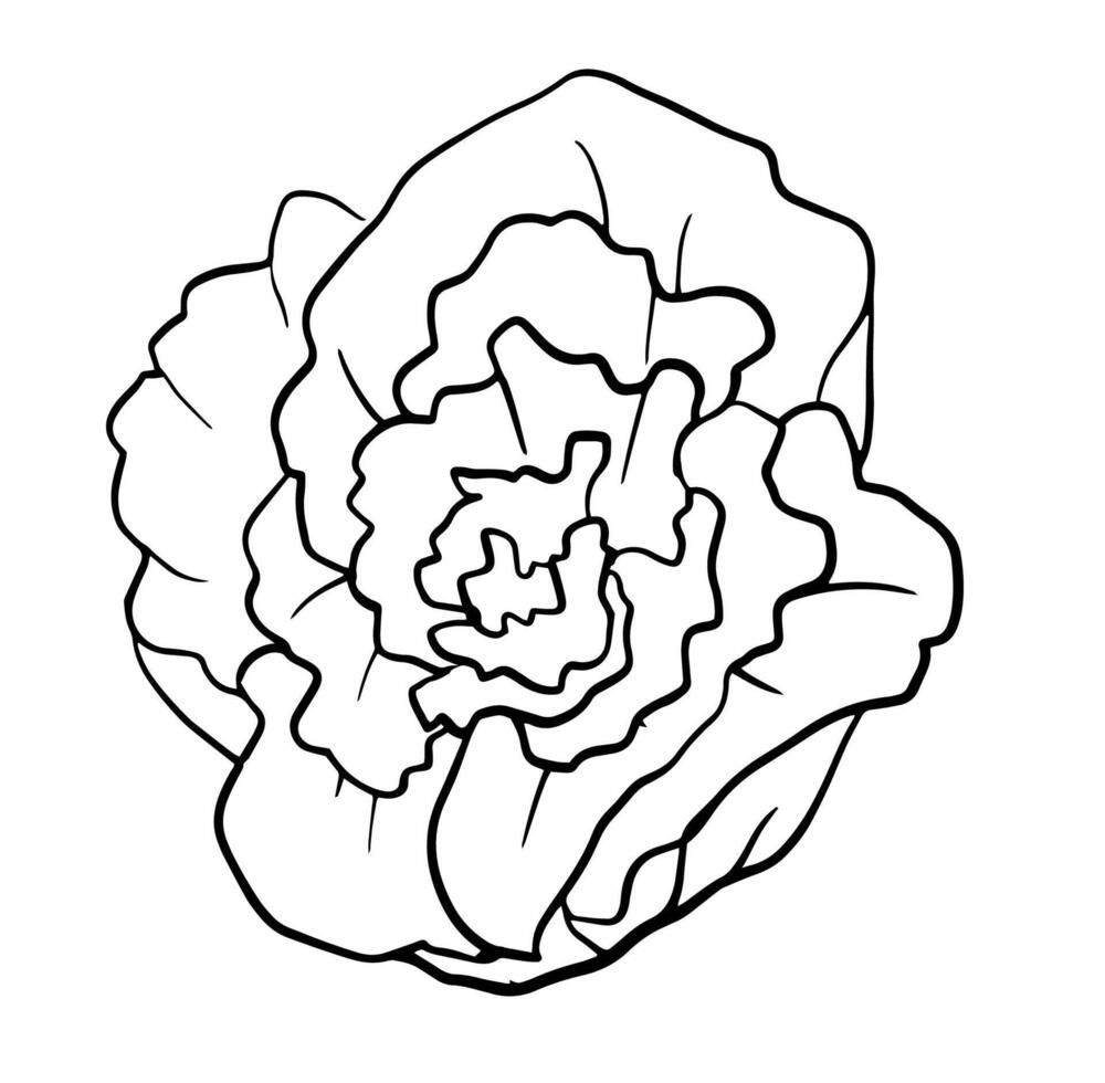 Lettuce head , leafy vegetables, graphic black and white isolated sketch illustration. For creating menus, recipes, decorating kitchen items. vector