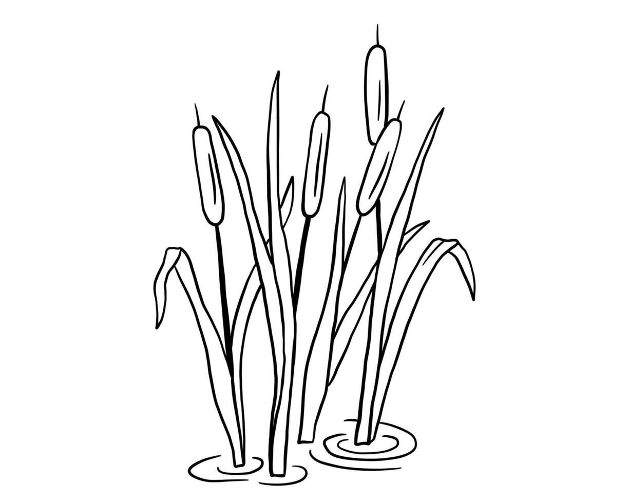 Outline swamp reed plant in water, wetland cattail, lake grass, hand drawn isolated illustration vector