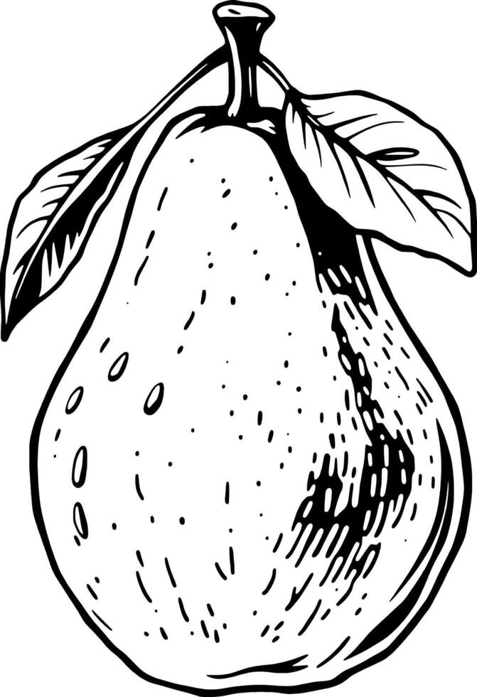 Detailed Ink Drawing Of A Ripe Pear With Leaves vector