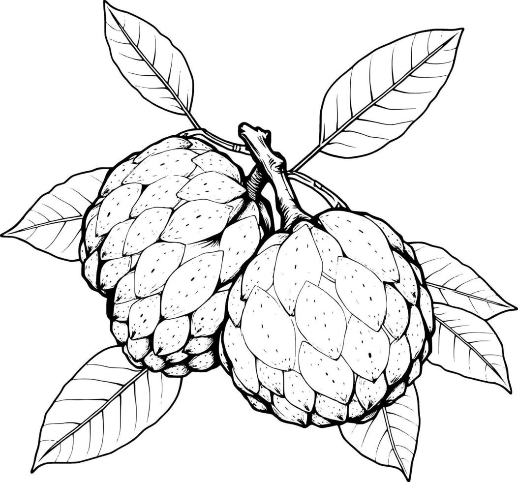 Detailed Drawing Of Two Cherimoya Fruits On Branch With Leaves vector