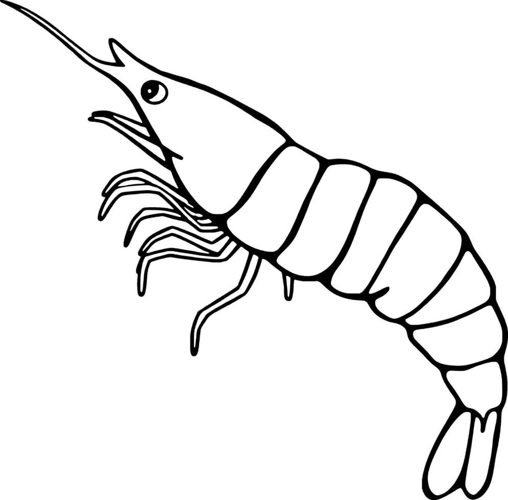 Line Drawing Of A Single Shrimp Aquatic Creature Illustration vector