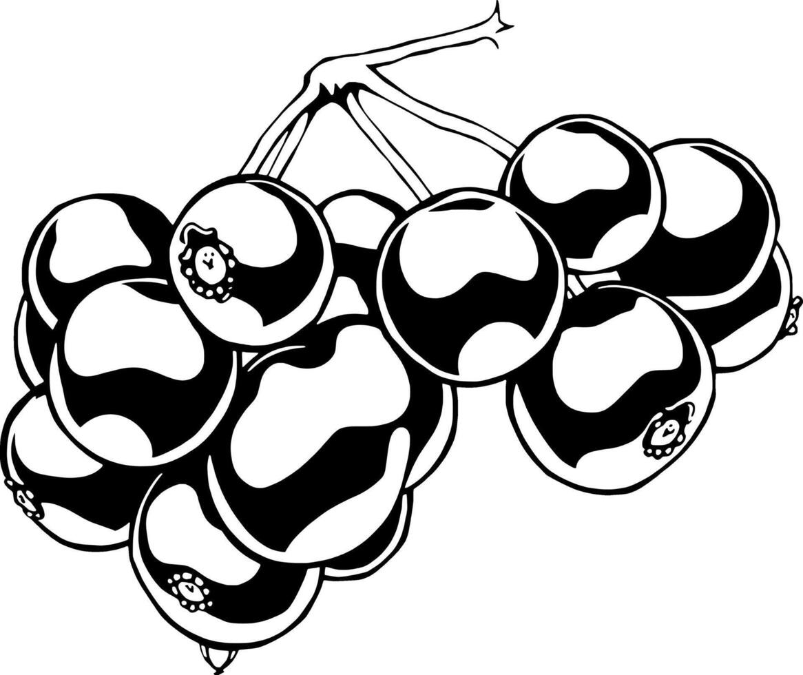 A Cluster Of Dark-Colored Berries On A Branch Isolated On White vector