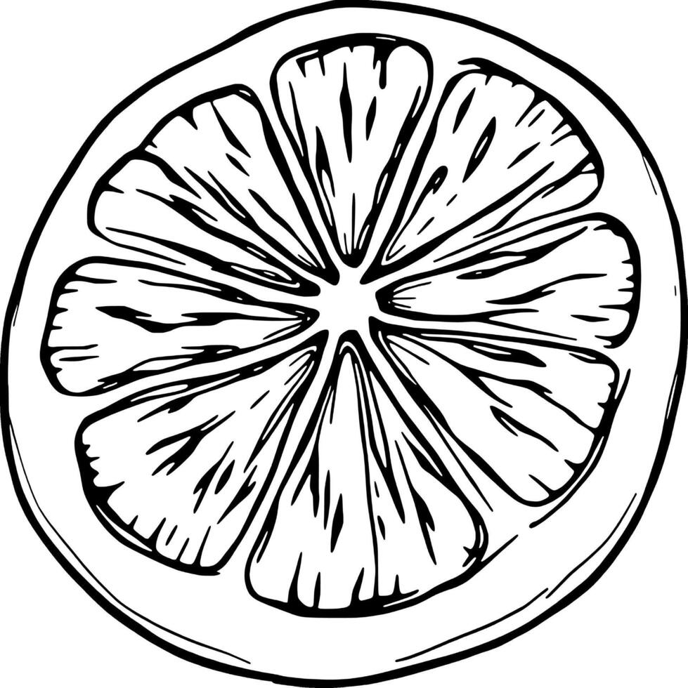 Hand-Drawn Illustration Of A Sliced Citrus Fruit Showing Detailed Segments And Texture vector