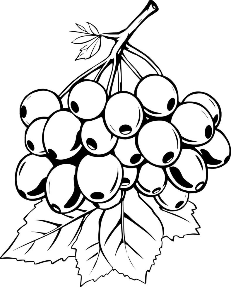 Cluster Of White Currants On Branch With Leaves Line Art Illustration vector