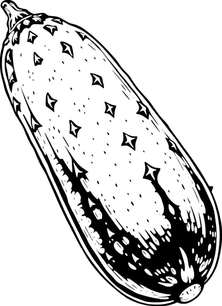 Detailed Ink Drawing Of A Single Fresh Zucchini Vegetable vector