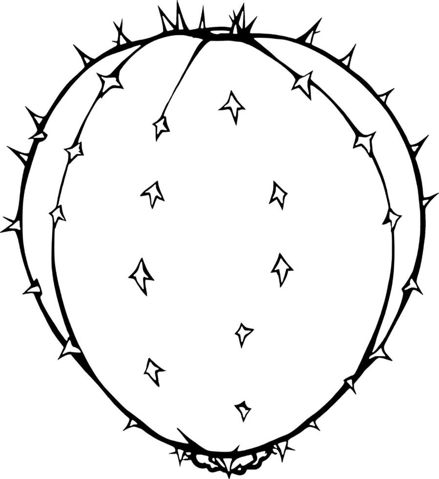 Detailed Line Drawing Of A Spherical Cactus With Spines vector