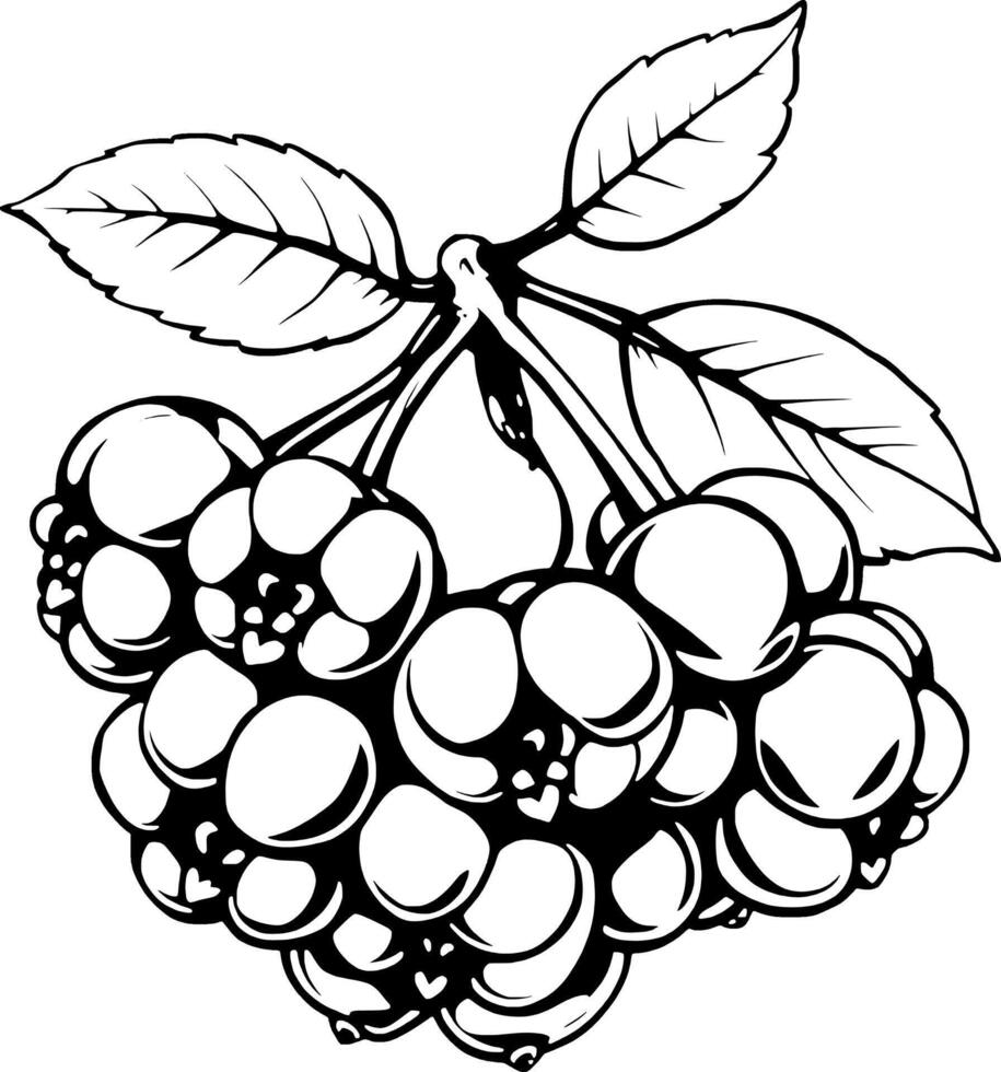 Black and white drawing of berries vector