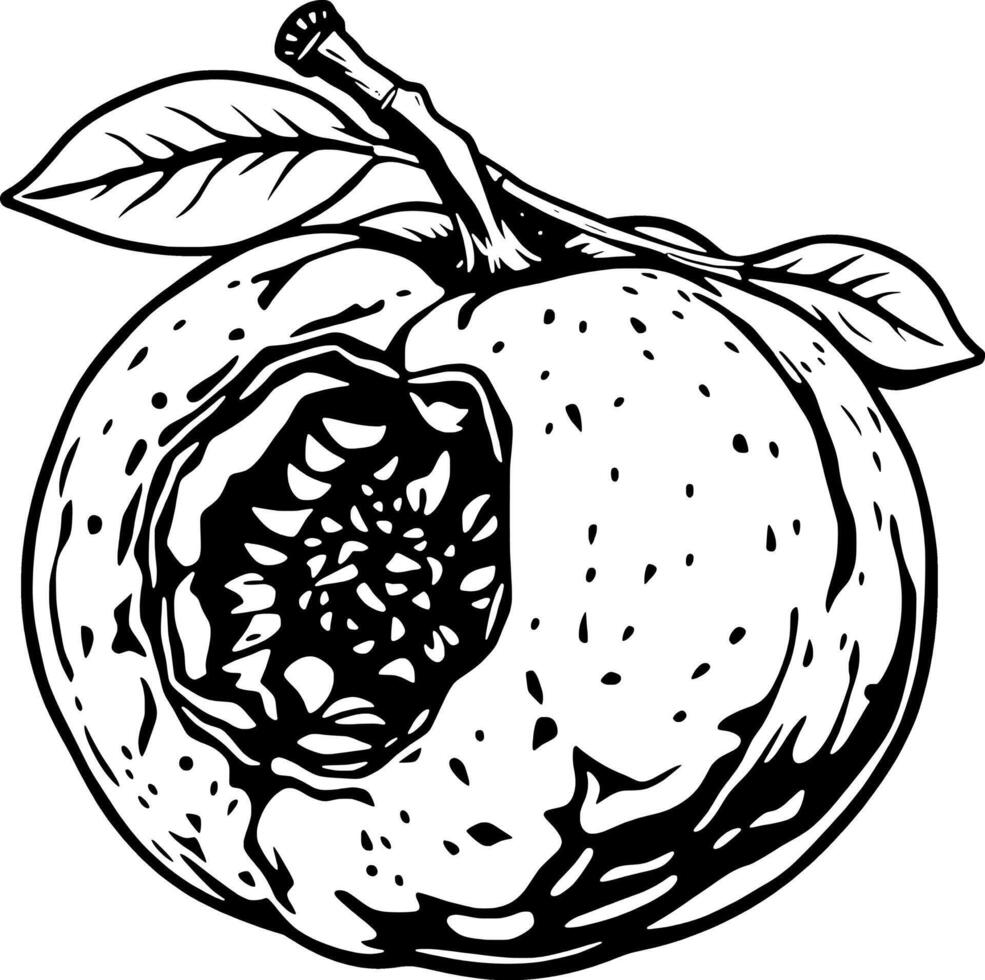 Intricate Line Art Drawing Of A Damaged Pomegranate Fruit With Exposed Seeds And Leaves vector