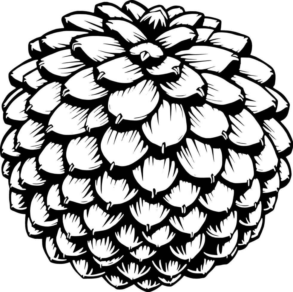 Detailed Ink Drawing Of A Symmetrical Pine Cone Isolated On White Background vector