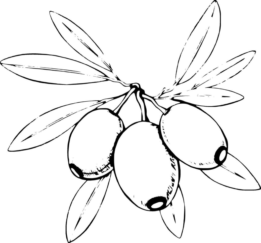 Hand-Drawn Illustration Of Olives On A Branch With Leaves vector