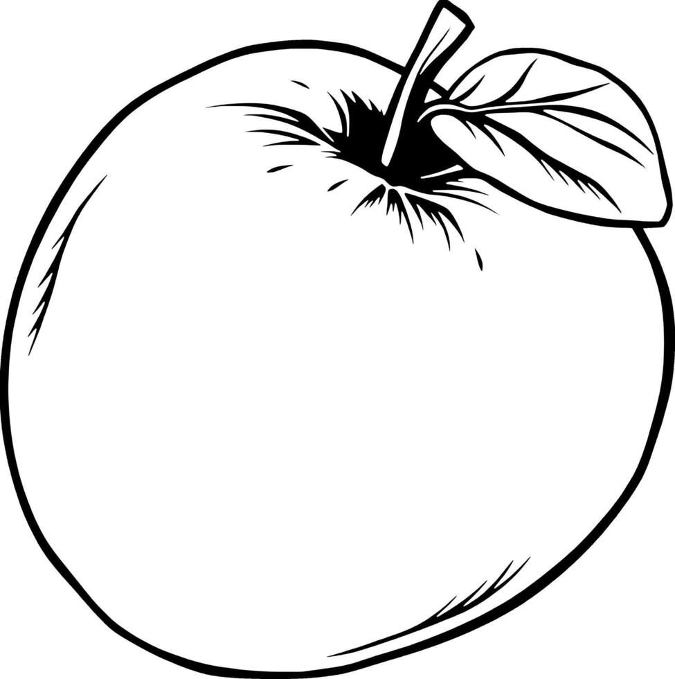Line Of A Single white Apple With A Leaf vector