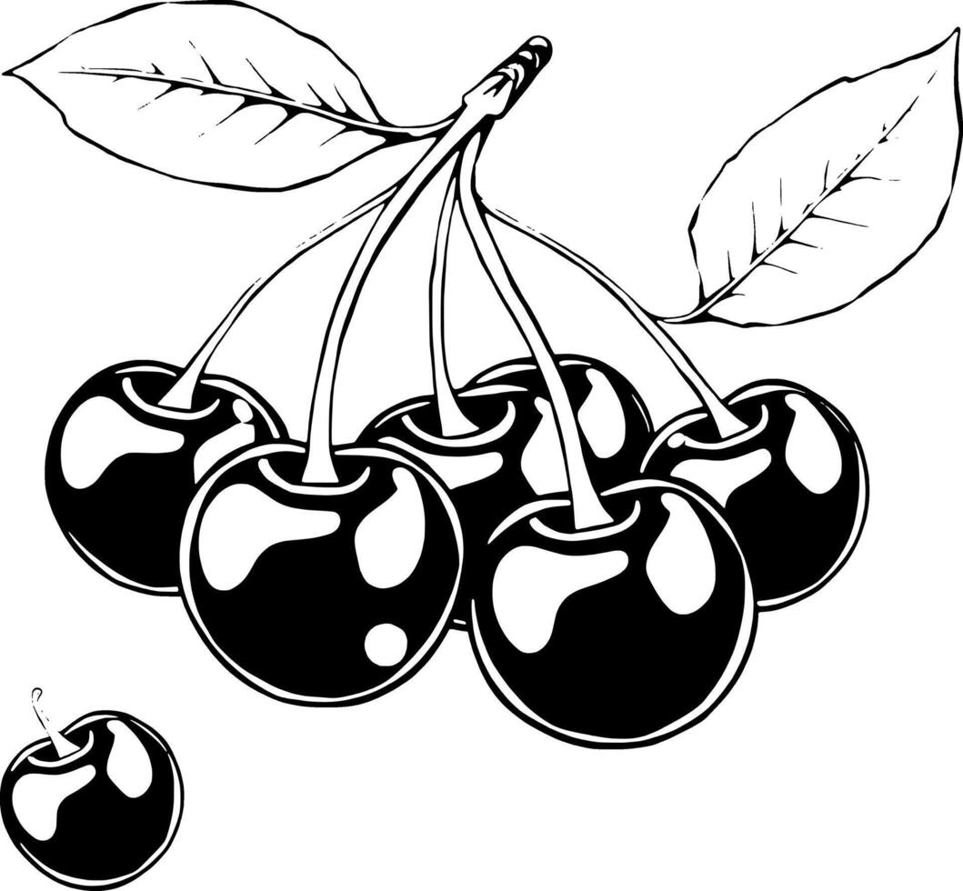 A Cluster Of Ripe Dark Cherries With Lush Green Leaves vector