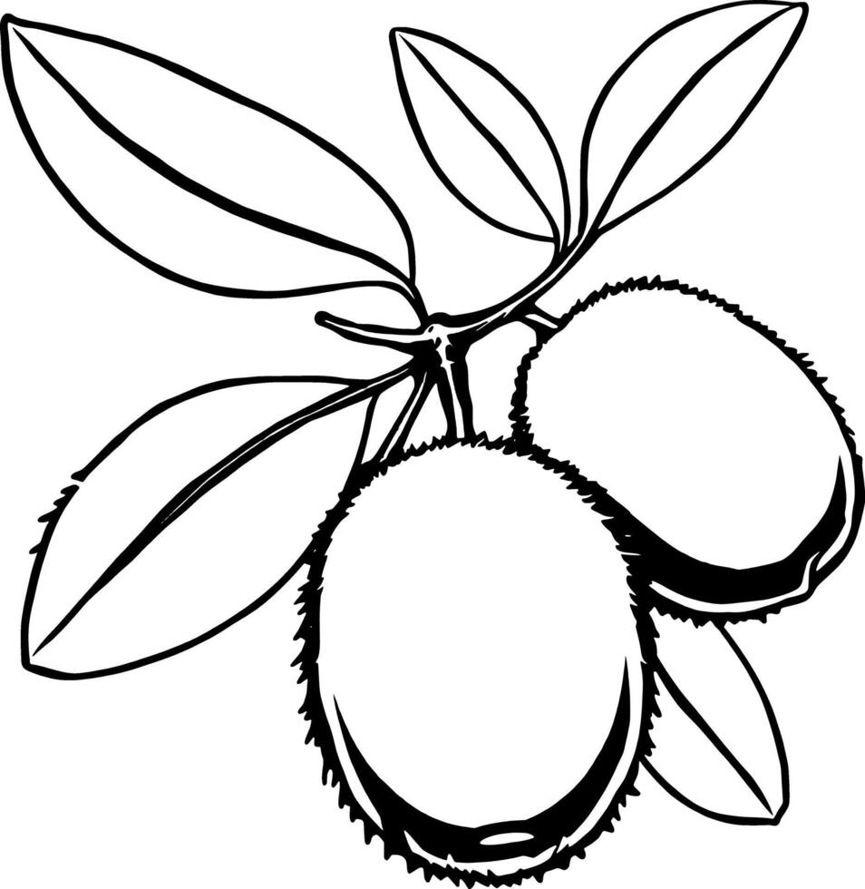 Illustration of Gray Fruits on a Branch with Leaves vector