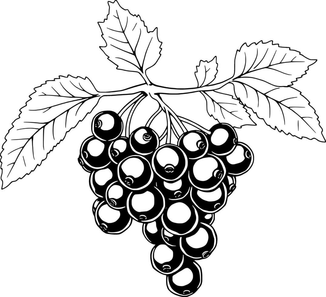 Blackcurrant Branch Illustration A Detailed Line Drawing Of Ripe Berries And Leaves vector