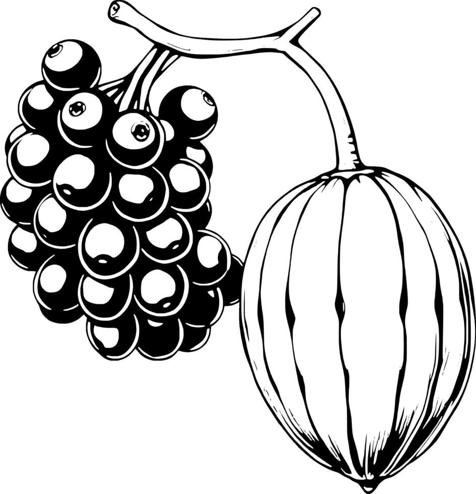 Hand-Drawn Illustration Of Black Currants And A Unique Fruit vector
