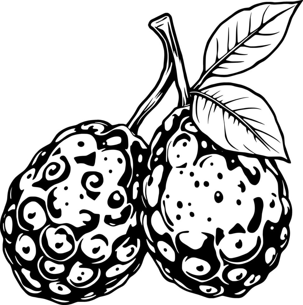 Detailed Line Art Illustration Of Two Noni Fruits With Leaf vector