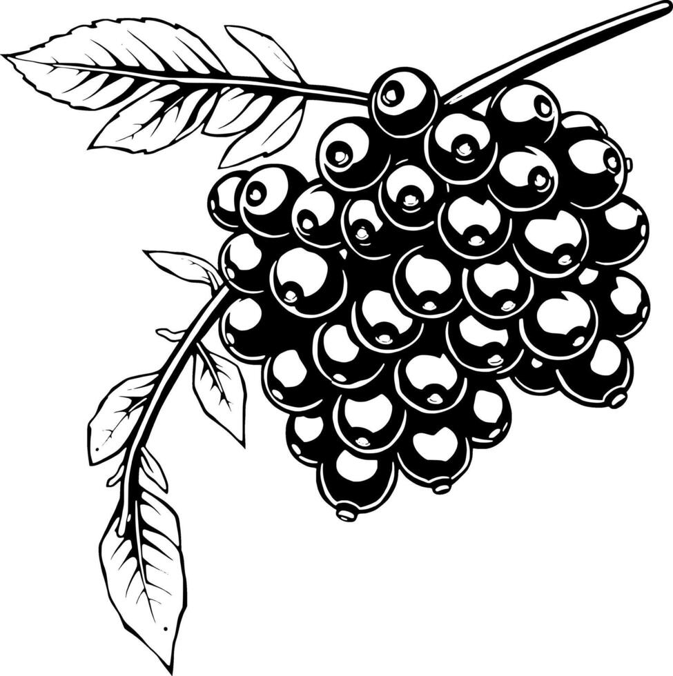 Black And White Illustration Of A Cluster Of Ripe Black Currants On A Branch With Leaves vector