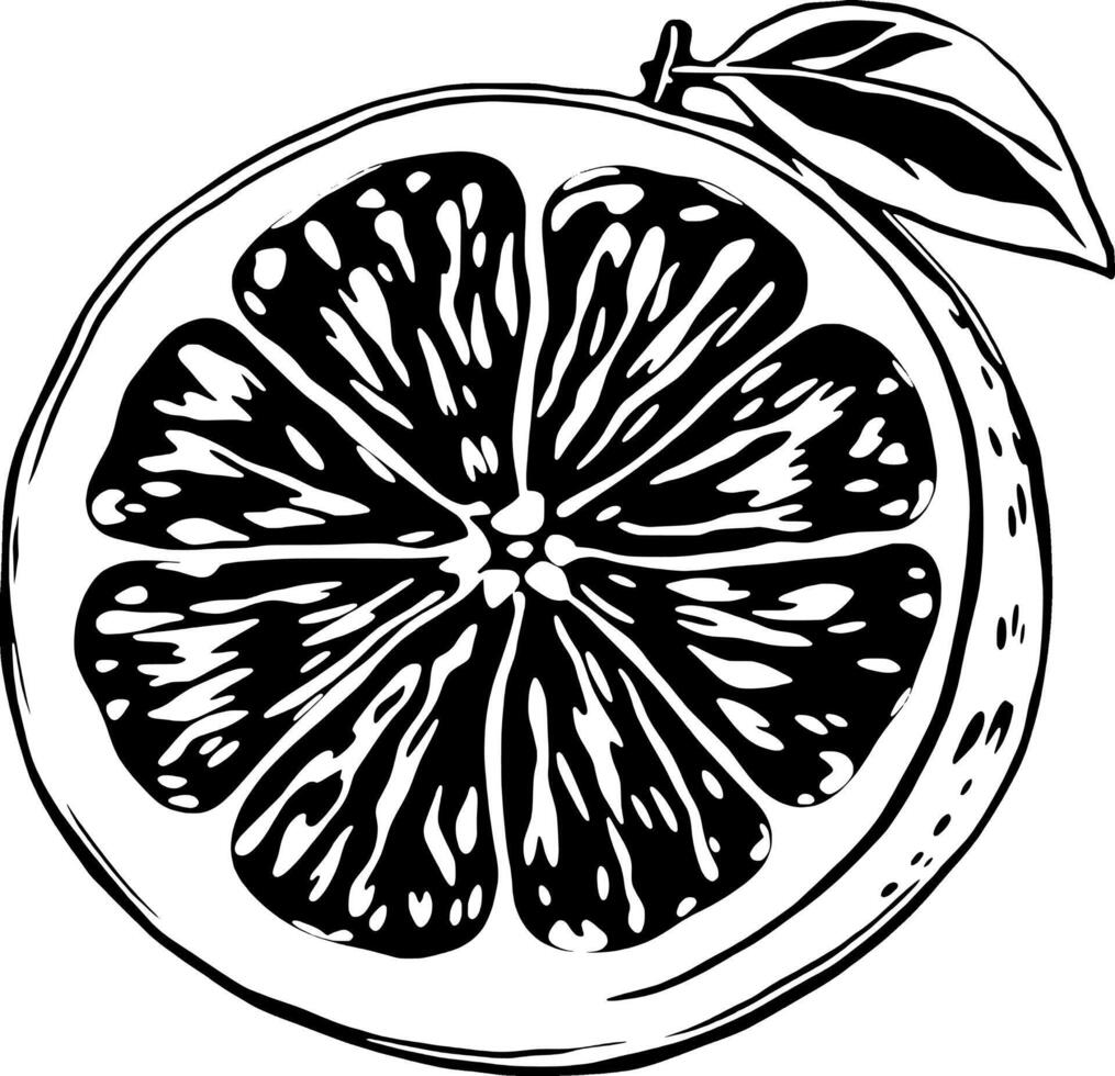 A Detailed Ink Drawing Of A Halved Citrus Fruit With Leaf vector