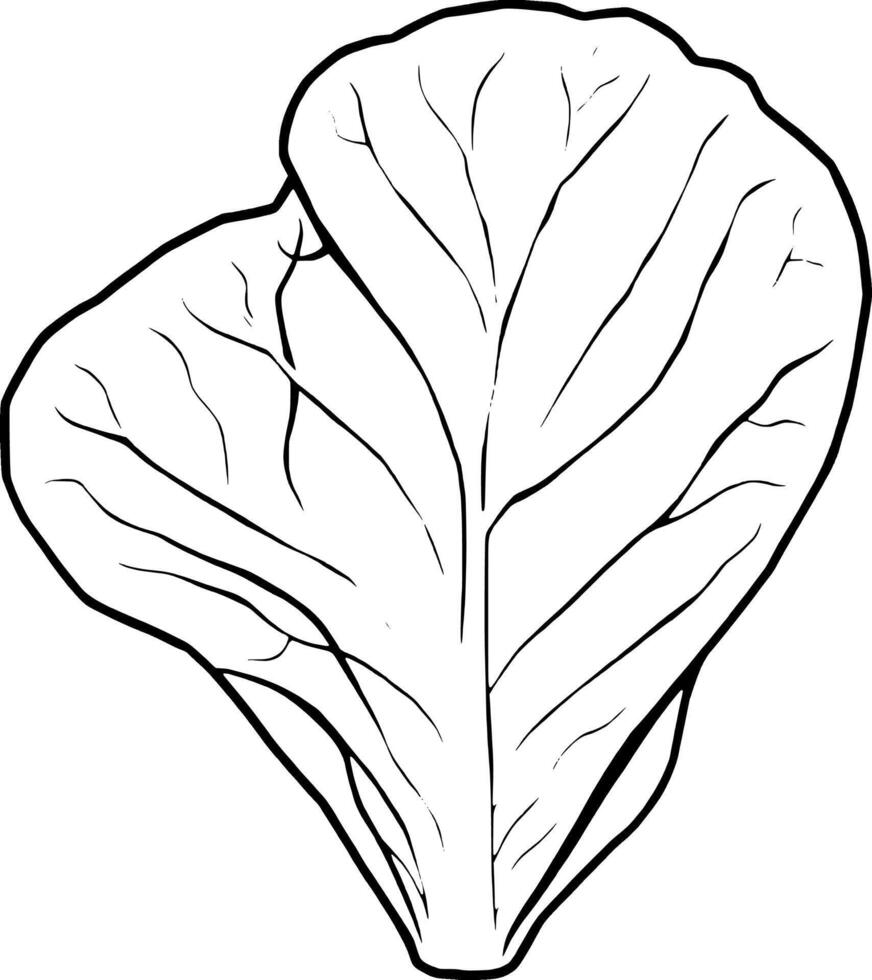 Single Bok Choy Leaf Illustration Vibrant Green Vegetable vector