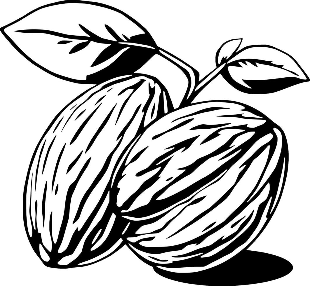 Two Almonds with Leaves A Detailed Black and White Illustration vector
