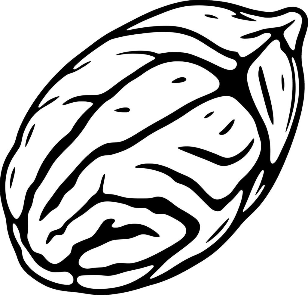Detailed Line Art Illustration Of A Single Pecan Nut vector