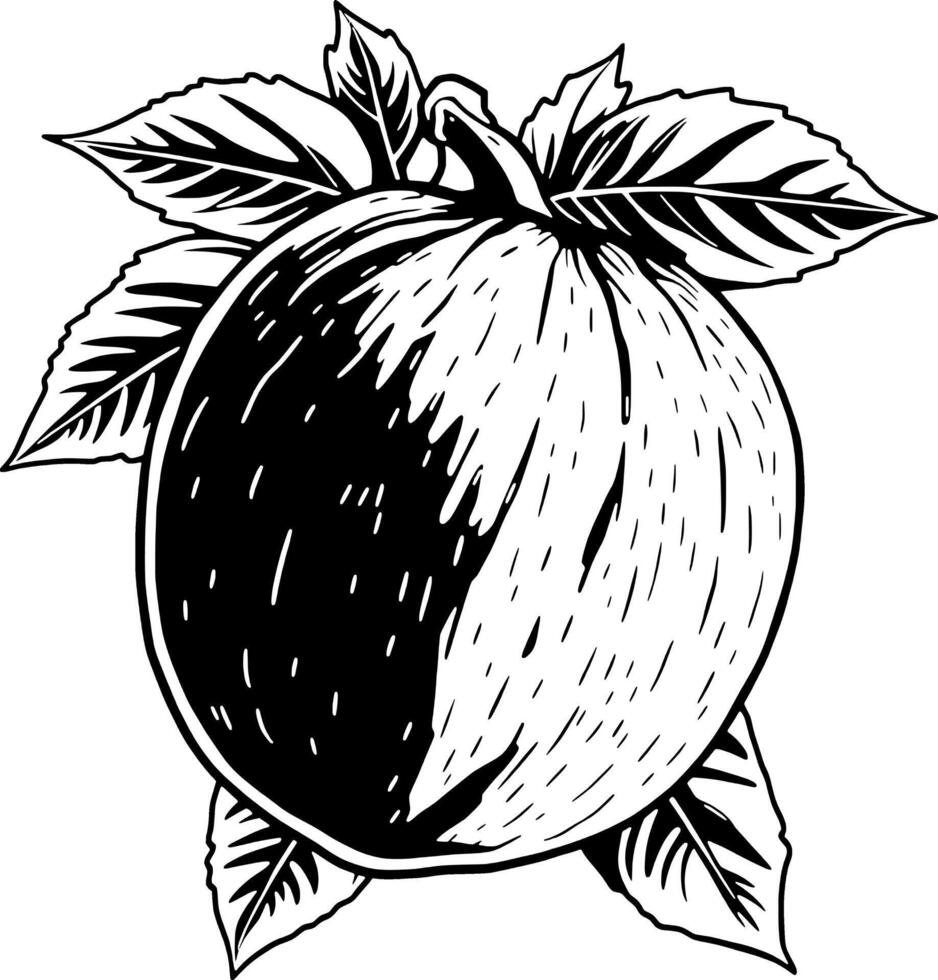 A Detailed Black And White Illustration Of A Ripe Peach With Lush Leaves vector