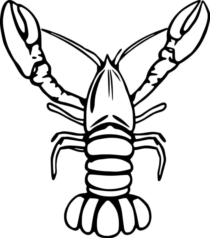 A Detailed Line Drawing Of A Lobster Viewed From Above vector