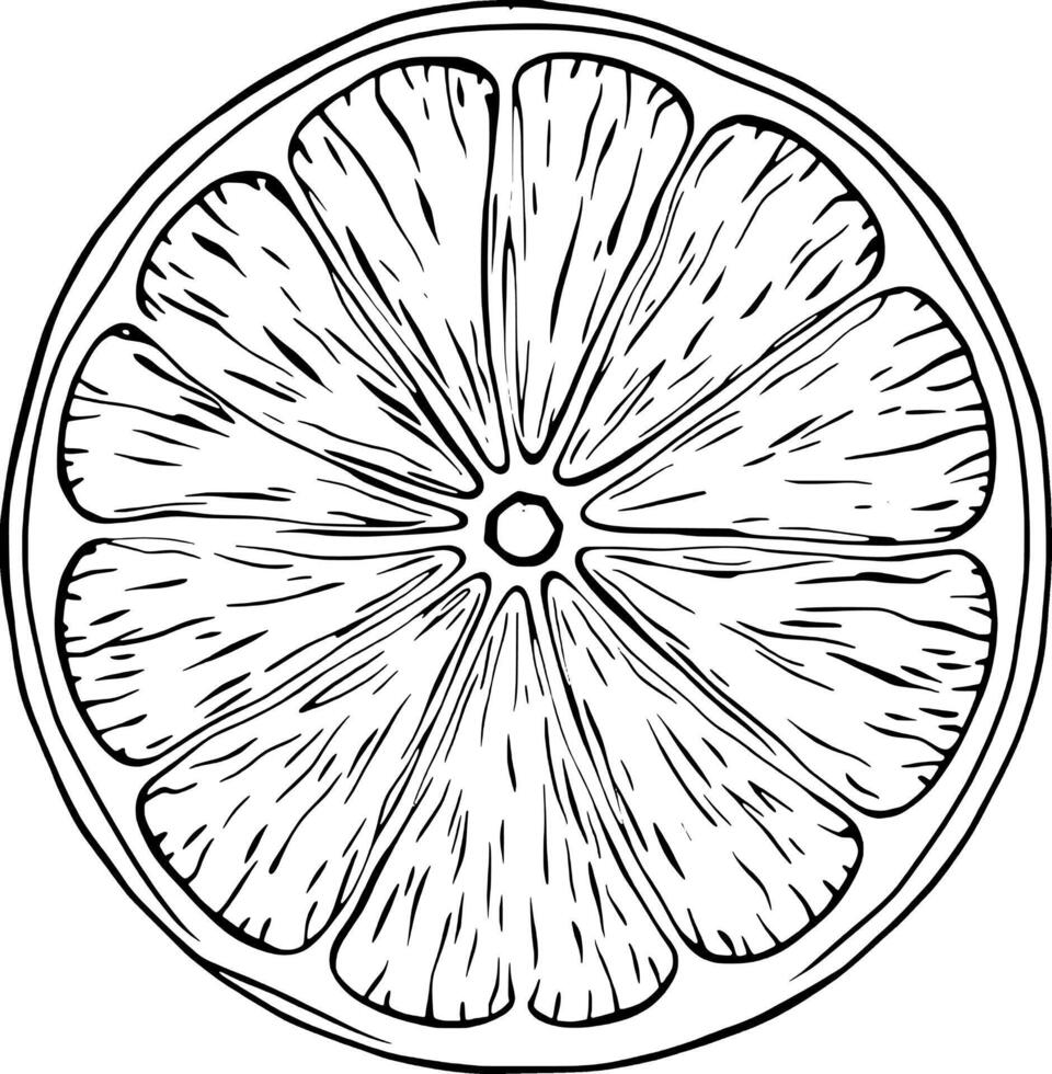 Detailed Line Drawing Of A Cross-Sectioned Lemon Showing Its Internal Structure And Segments vector