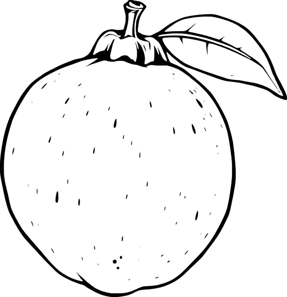 A Detailed Line Drawing Of A Single Quince Fruit With Leaf vector