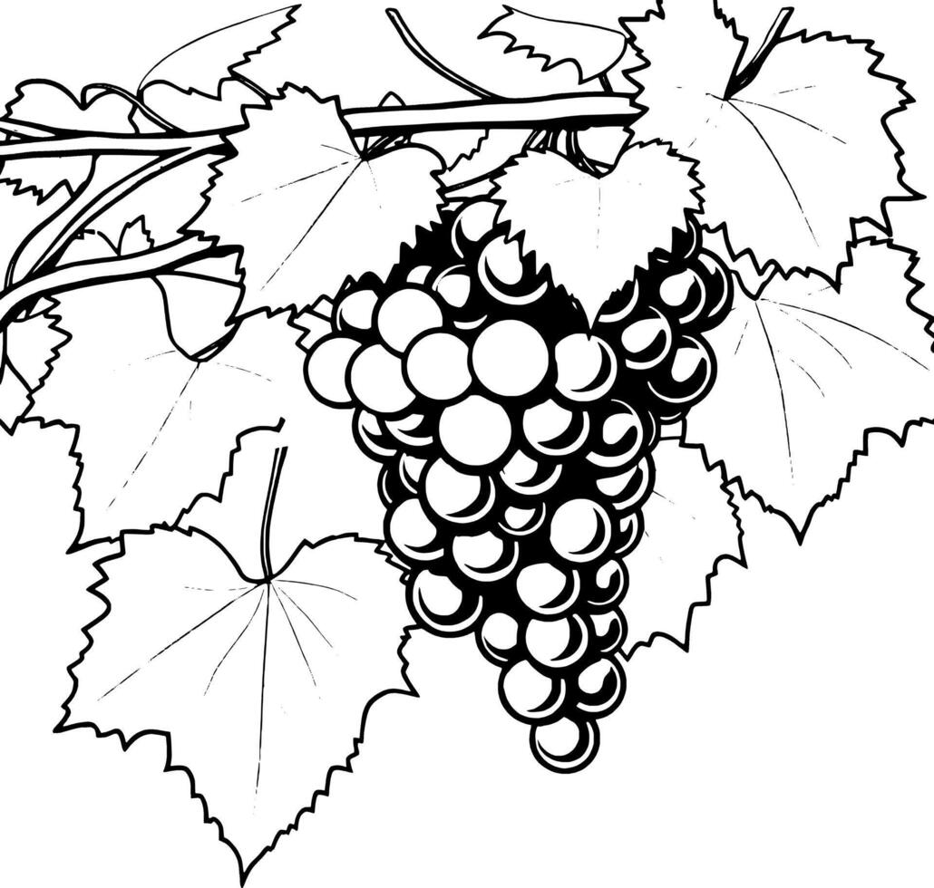 Lush Grapevine Branch with Ripe Dark Purple and Green Grapes vector