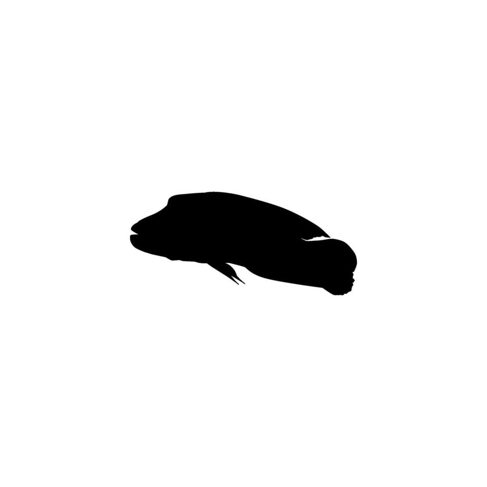 Silhouette The Humphead wrasse, Cheilinus undulatus, also known as the Maori wrasse, Napoleon wrasse, Napoleon fish. Flat style vector