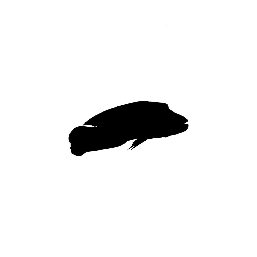 Silhouette The Humphead wrasse, Cheilinus undulatus, also known as the Maori wrasse, Napoleon wrasse, Napoleon fish. flat and Editable vector
