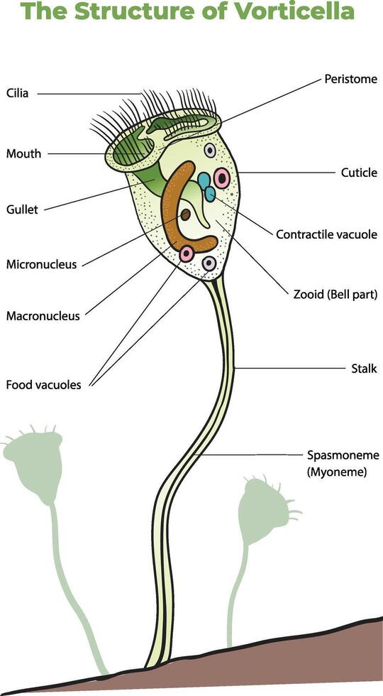 illustration of vorticella structure diagram vector