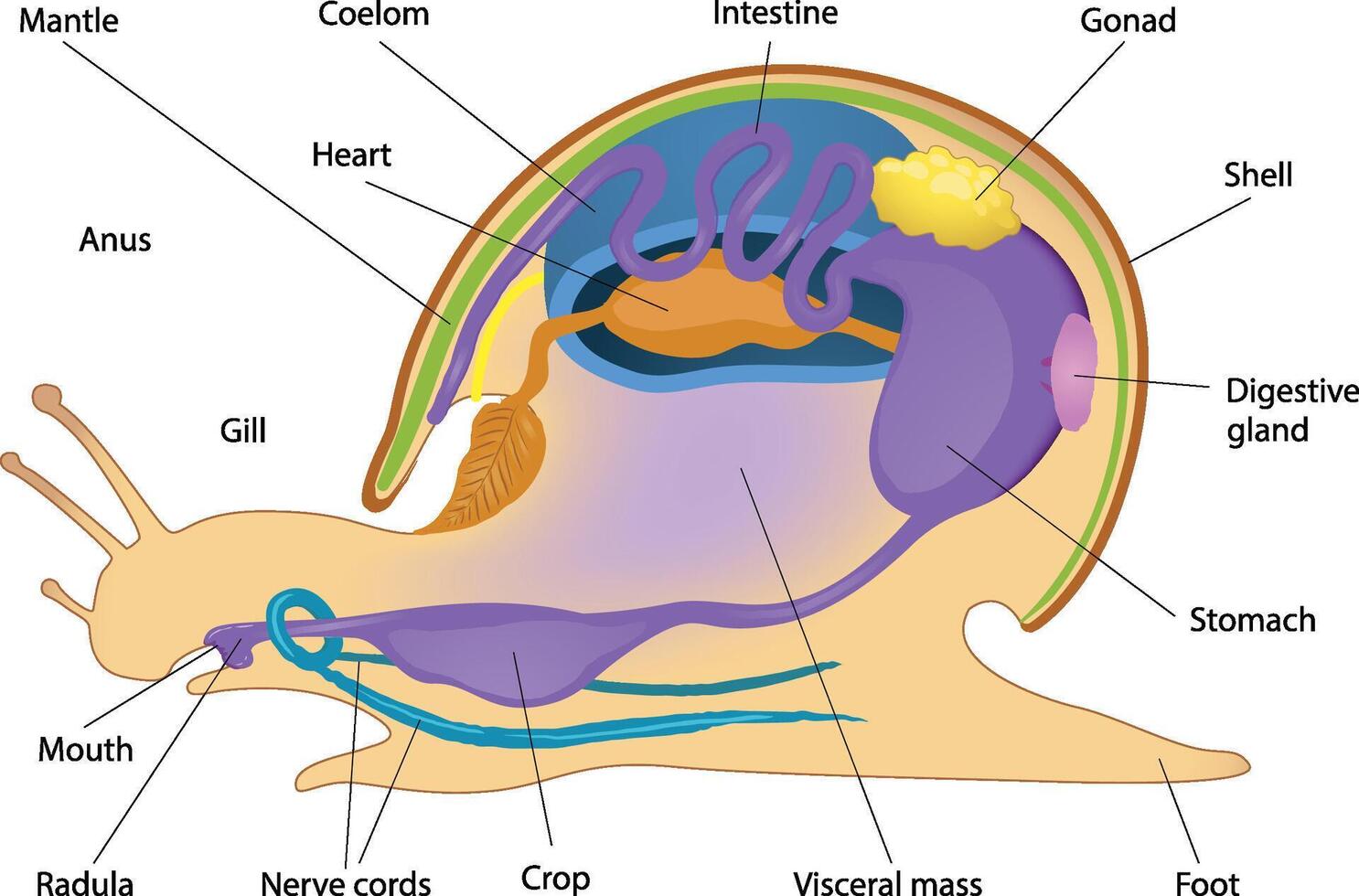 illustration of gastropoda internal anatomy diagram vector