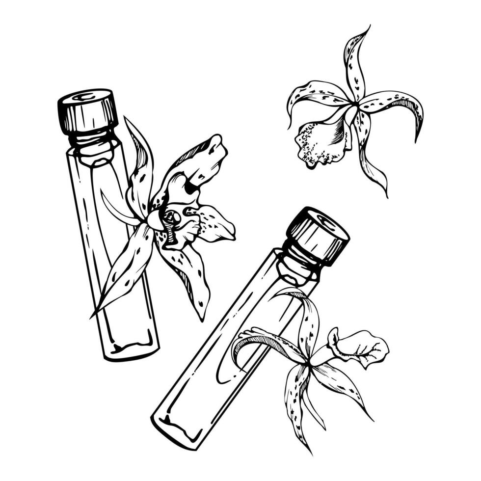 Sampler bottle perfume cologne oil serum deodorant cleanser, exotic orchid flowers. Line hand drawn ink sketch isolated composition. Beauty parlor salon illustration, packaging, cosmetics shop. vector