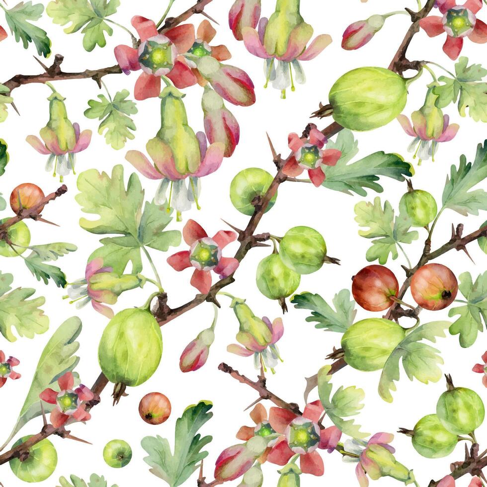 Gooseberry berries leaves flower buds on thorny branch, ripe garden juneberry casseille currant. Cut out seamless pattern hand drawn in watercolor. Home preserves cookbook, packaging, wrapping paper vector