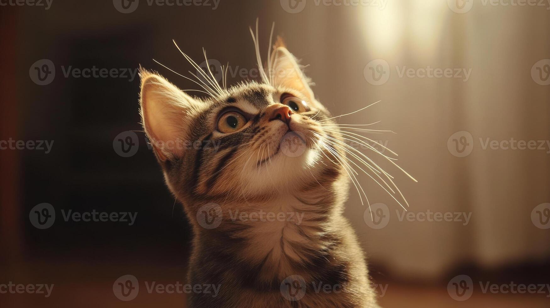 Curious kitten exploring its surroundings in soft afternoon light at home photo