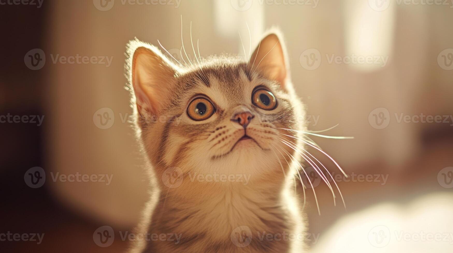 Curious kitten observes its surroundings in warm sunlight streaming through a window photo