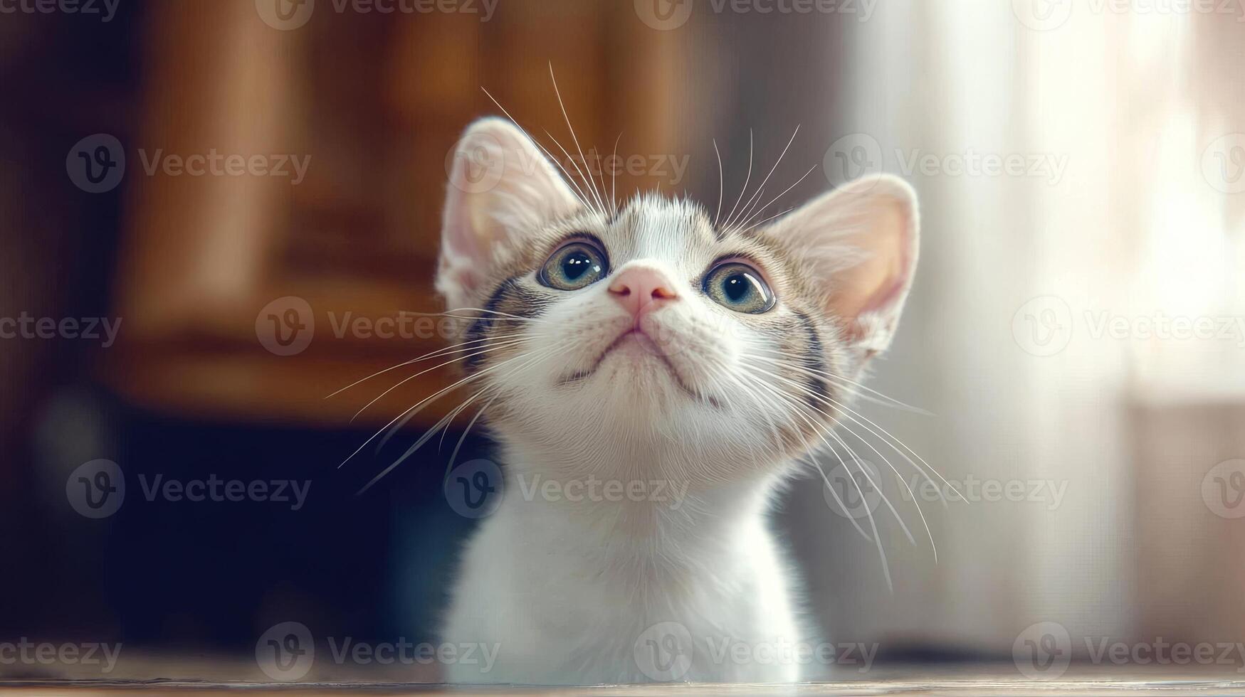 Curious kitten gazes up from the floor in a cozy indoor setting during daylight photo