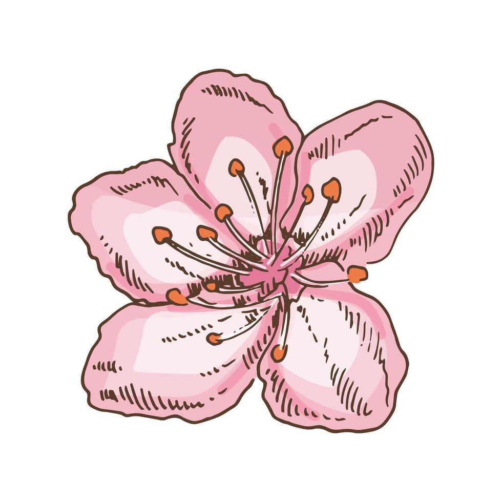 Hand drawn vintage colored sketch of sakura flower blossom, ink style. vector