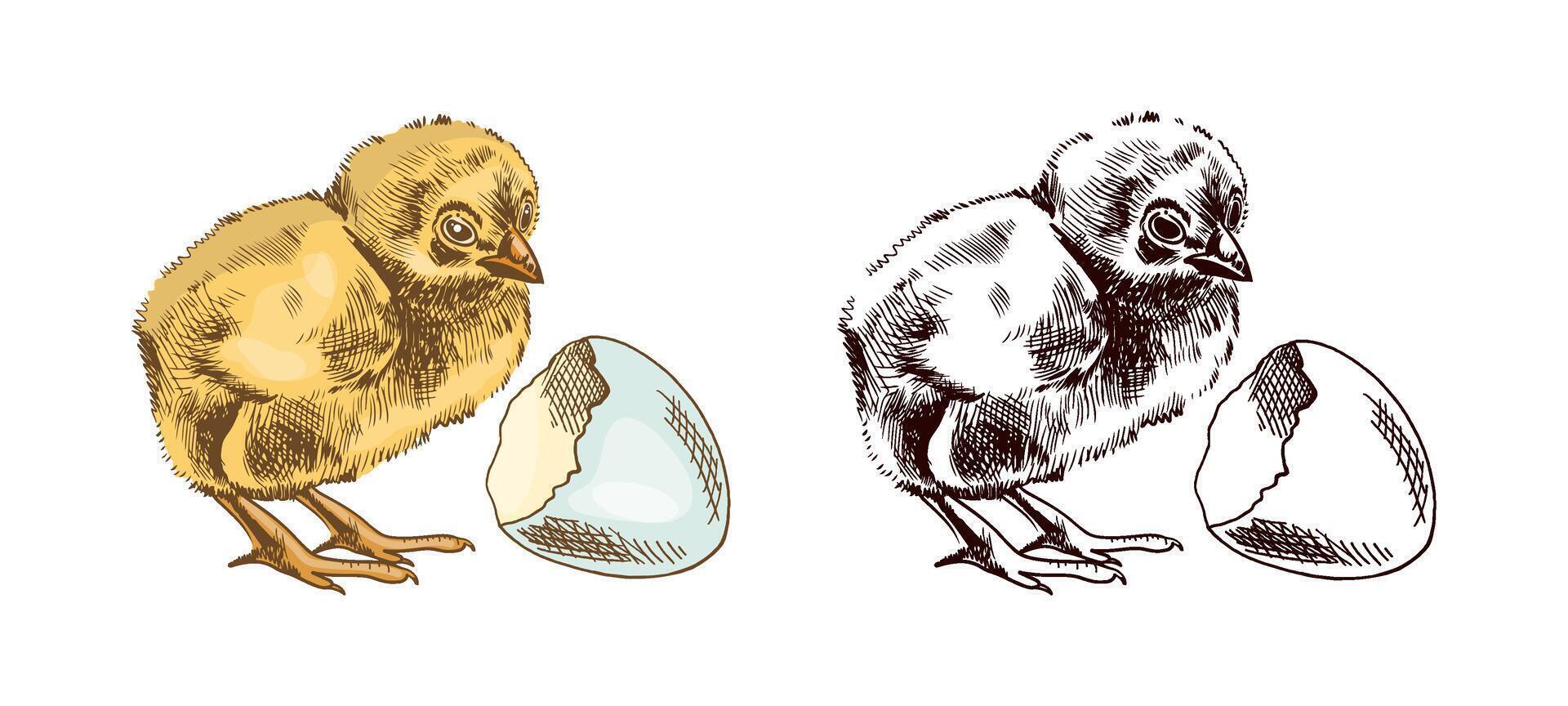 Hand drawn vintage colored and black sketch of chicken and shelll. Easter Holiday. illustration. Drawing isolated on white background. Vintage element. vector