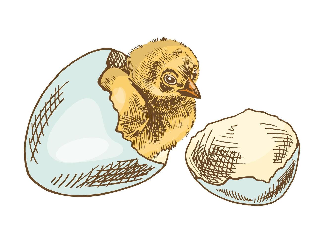 Hand-drawn vintage sketch of chicken and shelll. Easter Holiday. illustration. Drawing isolated on white background. vector