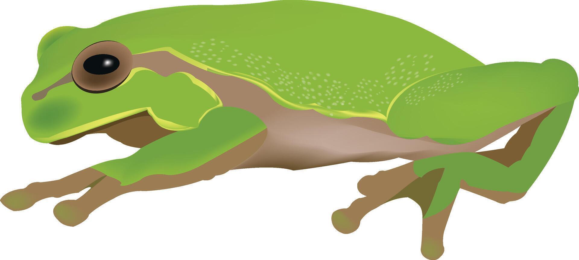 A cartoon green frog with large eyes vector