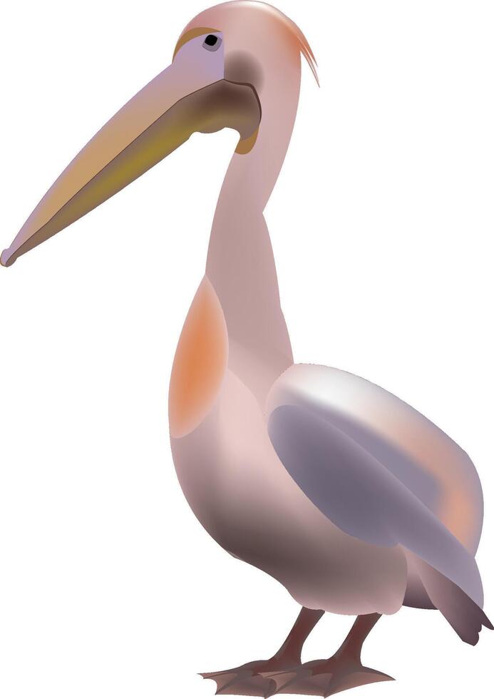 A pelican is standing on a white background vector
