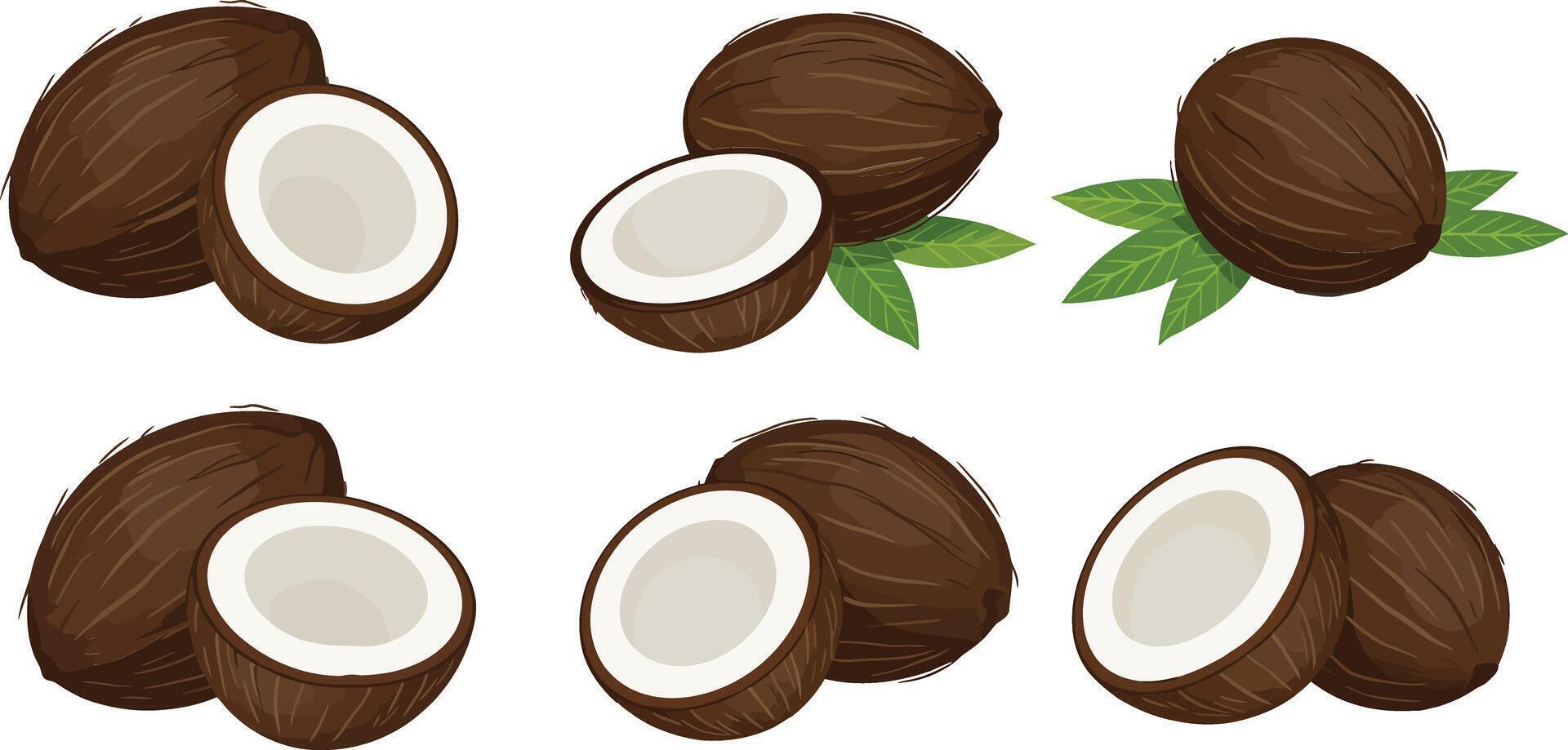Detailed illustration of whole and halved coconuts with green leaves surrounding them vector