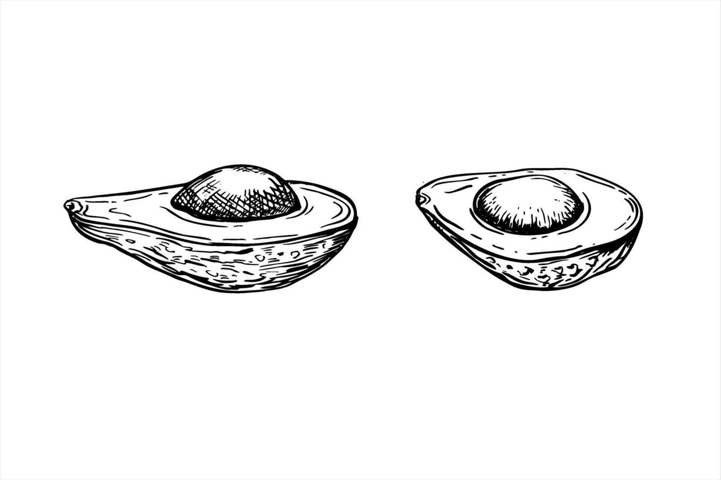 Two halves of avocado with seed isolated illustration Monochrome cut fruit slices etching drawing. Tropical healthy plant organic ingredient for menu, recipe design. vector