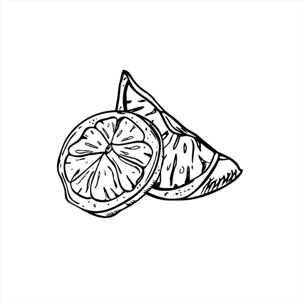 Two citrus slices isolated illustration painted by black inks. Fresh lime or lemon fruit for cold summer drink, bakery. Hand drawn food sour element for classic mocktail decoration, menu design vector