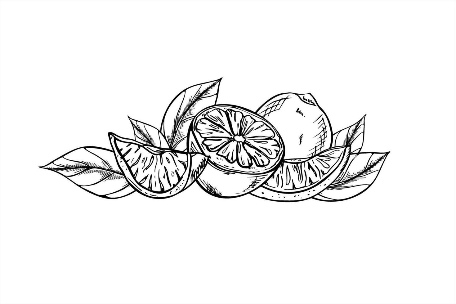 Monochrome lemon or lime with leaves illustration painted by black inks. Hand drawn summer citrus fruit outline etching drawing for vitamin packaging, juice bars, and wellness spaces decor vector
